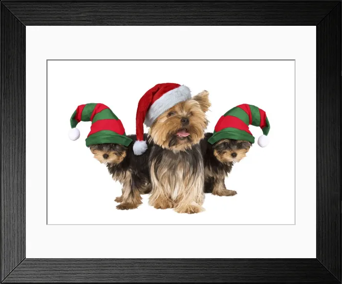 Framed Print : 13131758. Yorshire Terrier Dogs, with Father Christmas and Elf hats Date Framed Print : 13131758. Yorshire Terrier Dogs, with Father Christmas and Elf hats Date