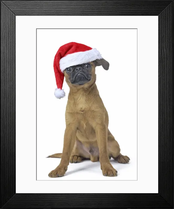 Framed Print : 13131759. Petit Brabancon or Brussels Griffon puppy with Christmas hat Date Framed Print : 13131759. Petit Brabancon or Brussels Griffon puppy with Christmas hat Date