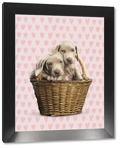 13131760. Weimaraner puppy in basket with heart background Date