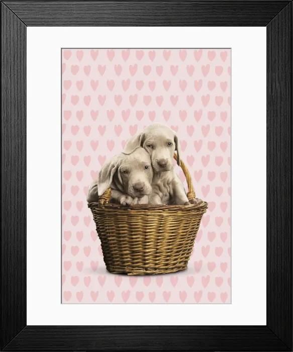 Framed Print : 13131760. Weimaraner puppy in basket with heart background Date Framed Print : 13131760. Weimaraner puppy in basket with heart background Date