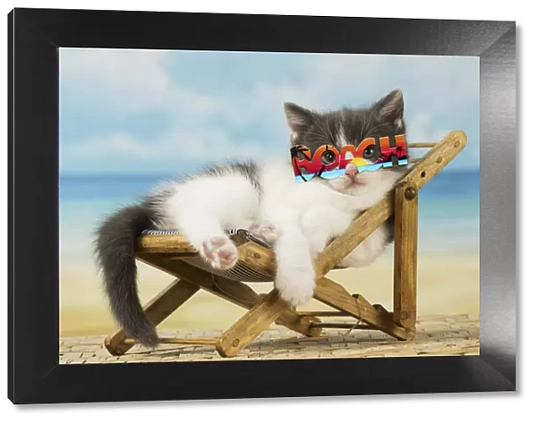 13131754. Domestic Cat, kitten 6 weeks old, on deckchair wearing beach sunglasses Date