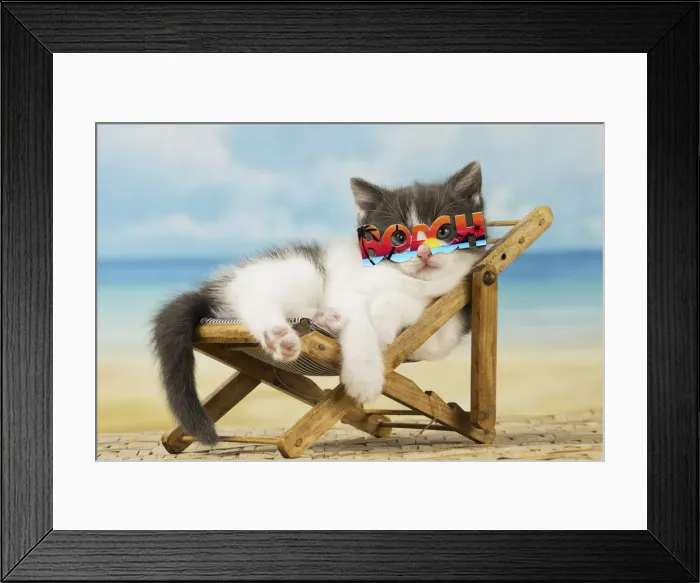 Framed Print : 13131754. Domestic Cat, kitten 6 weeks old, on deckchair wearing beach sunglasses Date Framed Print : 13131754. Domestic Cat, kitten 6 weeks old, on deckchair wearing beach sunglasses Date