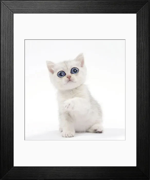 Framed Print : 13131764. British Cat, kitten with large eyes Date Framed Print : 13131764. British Cat, kitten with large eyes Date