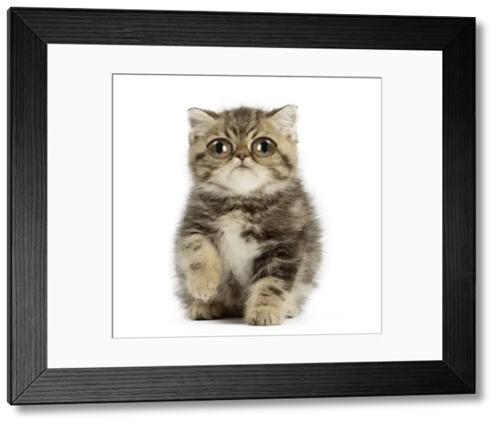 Framed Print : 13131765. Exotic Shorthair Cat, kitten with large eyes Date Framed Print : 13131765. Exotic Shorthair Cat, kitten with large eyes Date