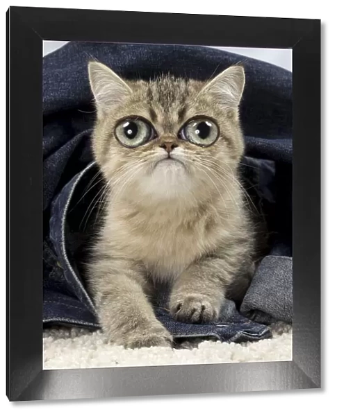 13131766. Exotic Shorthair Cat, kitten with large eyes on denim jacket Date