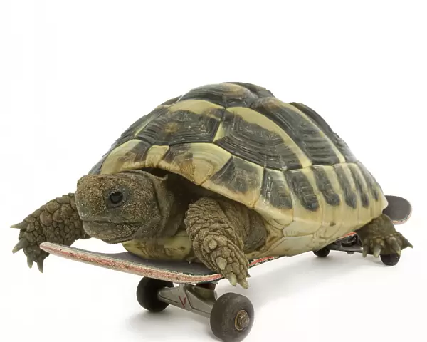 13131767. Tortoise, on skateboard Date