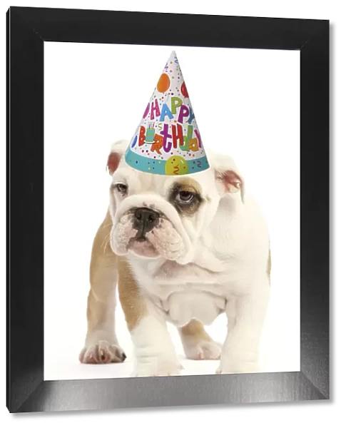 13131768. English Bulldog wearing Happy Birthday party hat Date