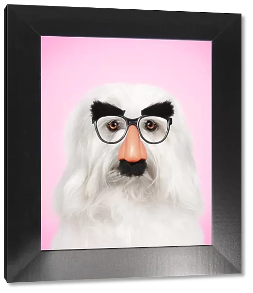 13131769. Coton de Tulear Dog wearing false nose Groucho glasses Date