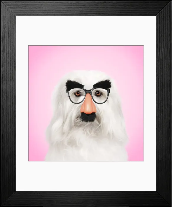 Framed Print : 13131769. Coton de Tulear Dog wearing false nose Groucho glasses Date Framed Print : 13131769. Coton de Tulear Dog wearing false nose Groucho glasses Date