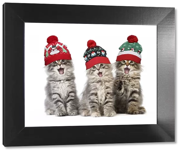 13131770. Norwegian Forest Cat, mouths open, singing, wearing Christmas bobble hats Date
