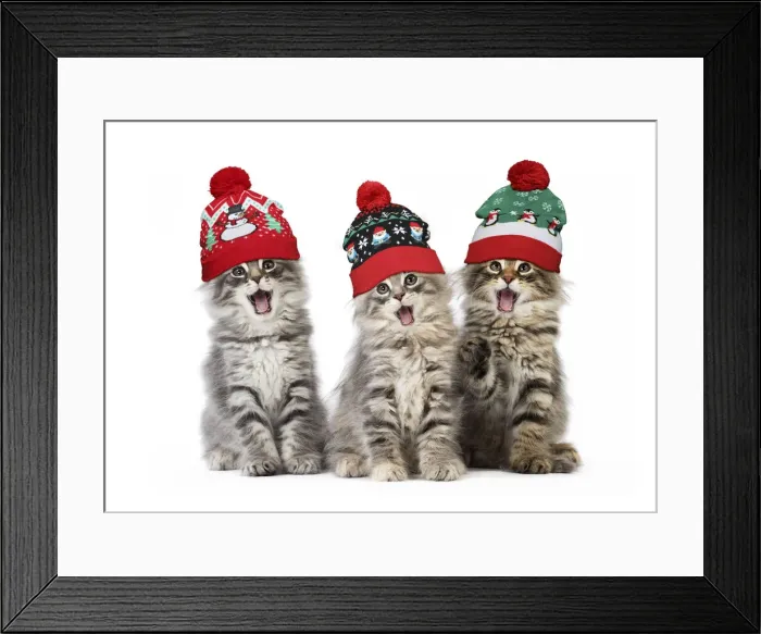 Framed Print : 13131770. Norwegian Forest Cat, mouths open, singing, wearing Christmas bobble hats Date Framed Print : 13131770. Norwegian Forest Cat, mouths open, singing, wearing Christmas bobble hats Date