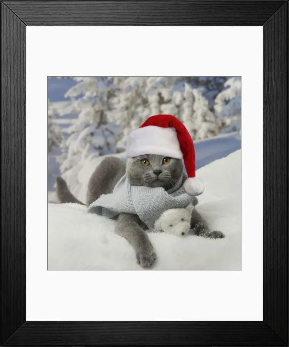 Framed Print : 13131773. Chartreux cat wearing Christmas hat and scarf in winter snow Date Framed Print : 13131773. Chartreux cat wearing Christmas hat and scarf in winter snow Date