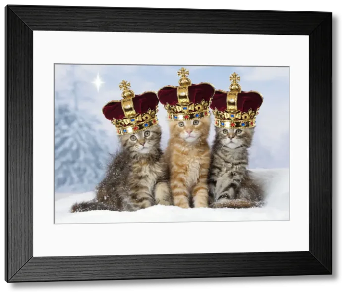 Framed Print : 13131772. Maine Coon kittens in the snow in winter wearing crowns Date Framed Print : 13131772. Maine Coon kittens in the snow in winter wearing crowns Date
