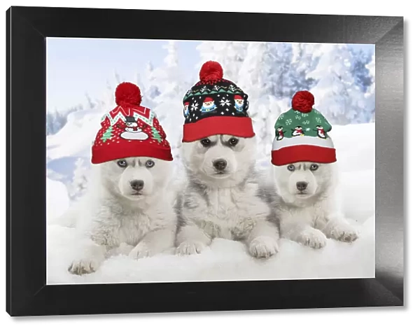 13131774. Husky puppies in the snow in winter wearing Christmas bobble hats Date
