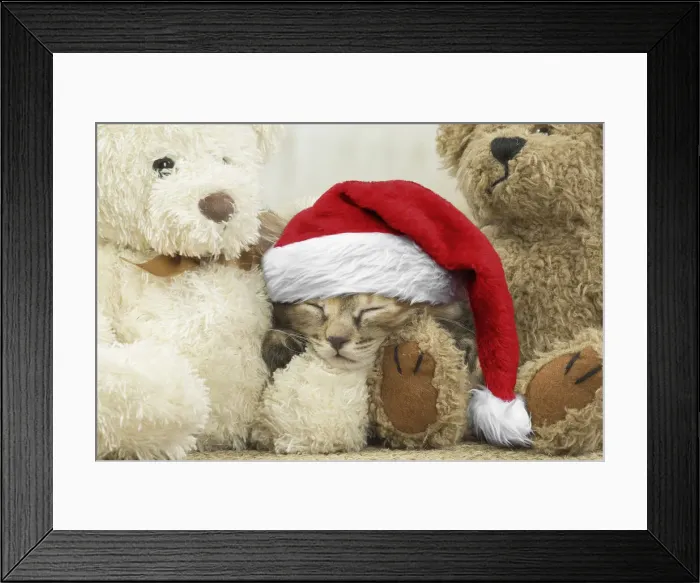 Framed Print : 13131776. Kurilian Bobtail kitten indoors with teddy bears wearing Christmas hat Date Framed Print : 13131776. Kurilian Bobtail kitten indoors with teddy bears wearing Christmas hat Date
