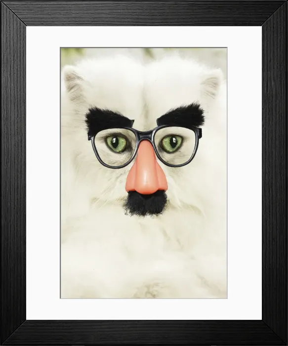 Framed Print : 13131777. Persian Cat wearing false nose Groucho glasses Date Framed Print : 13131777. Persian Cat wearing false nose Groucho glasses Date