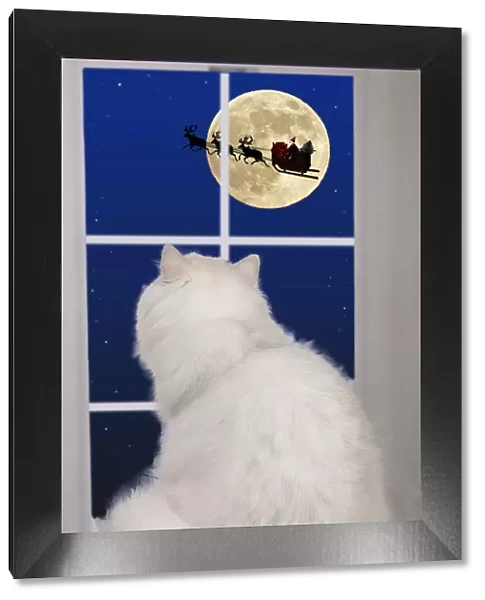 13131778. Persian Chinchilla Cat, looking out of window at the moon
