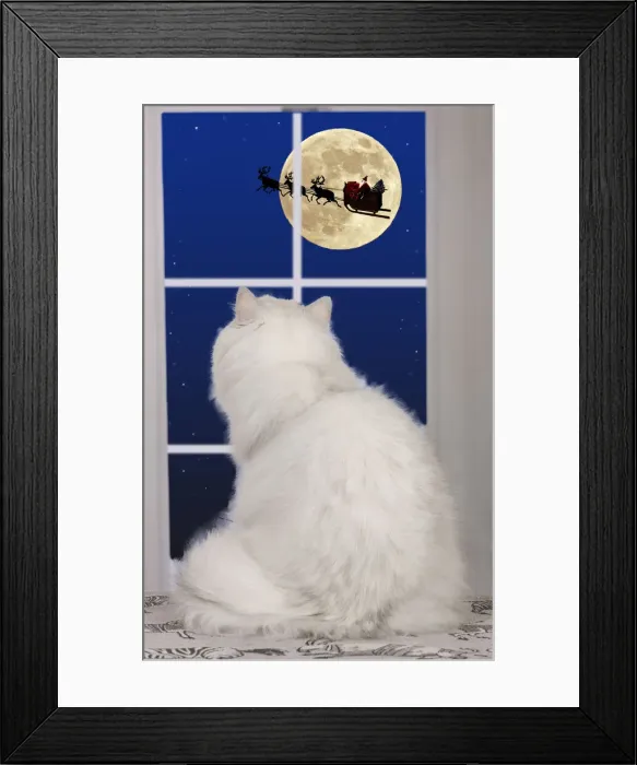 Framed Print : 13131778. Persian Chinchilla Cat, looking out of window at the moon Framed Print : 13131778. Persian Chinchilla Cat, looking out of window at the moon