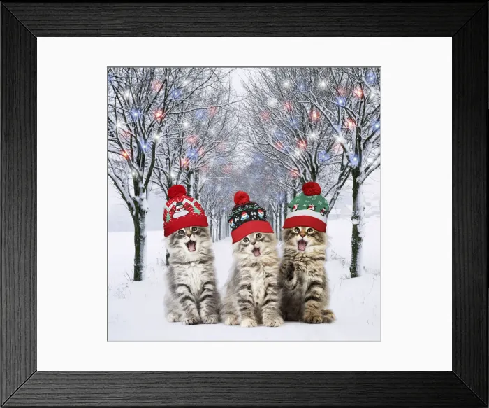 Framed Print : 13131779. Norwegian Forest Cat wearing Christmas bobble hats mouths open singing Date Framed Print : 13131779. Norwegian Forest Cat wearing Christmas bobble hats mouths open singing Date