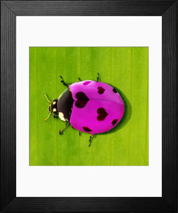 Framed Print : 13131780. 7-spot Ladybird Date Framed Print : 13131780. 7-spot Ladybird Date