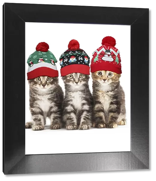 13131775. Kurilian Bobtail kittens in Christmas bobble hats Date
