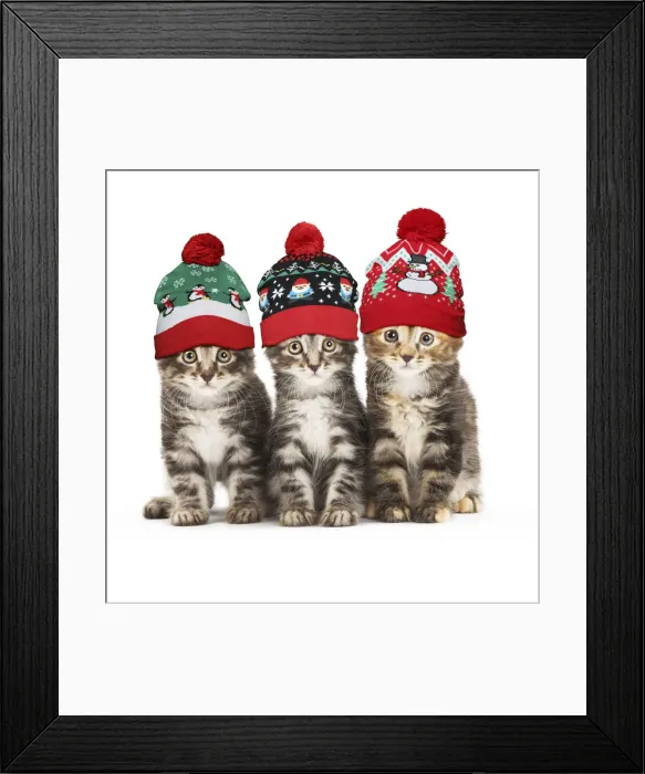 Framed Print : 13131775. Kurilian Bobtail kittens in Christmas bobble hats Date Framed Print : 13131775. Kurilian Bobtail kittens in Christmas bobble hats Date