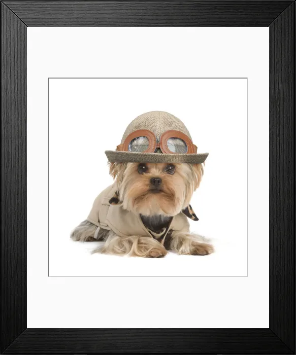 Framed Print : 13131782. Yorkshire Terrier Dog Date Framed Print : 13131782. Yorkshire Terrier Dog Date