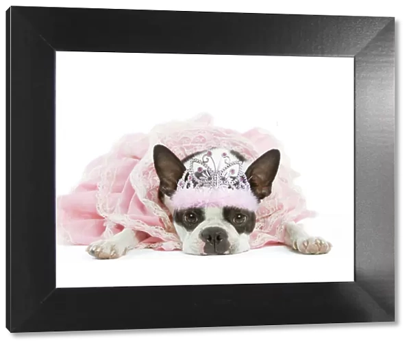 13131783. Dog - Boston Terrier wearing pink dress and tiara Date