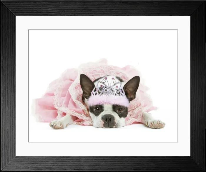 Framed Print : 13131783. Dog - Boston Terrier wearing pink dress and tiara Date Framed Print : 13131783. Dog - Boston Terrier wearing pink dress and tiara Date