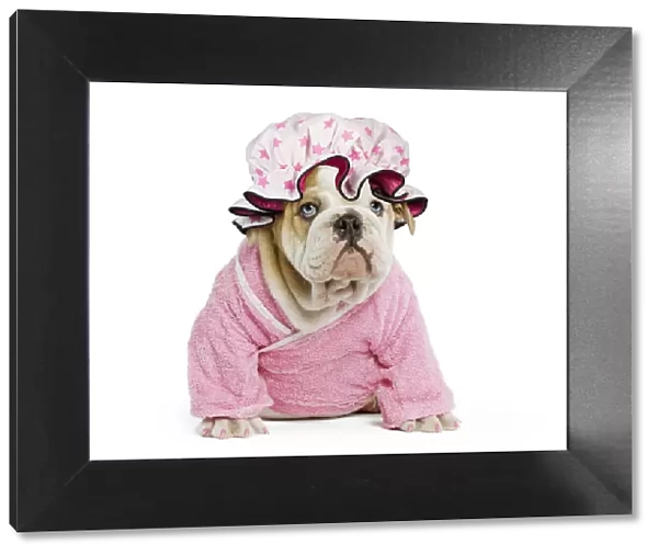13131784. Dog - English Bulldog - puppy dressed up in pink dressing gown in studio Date
