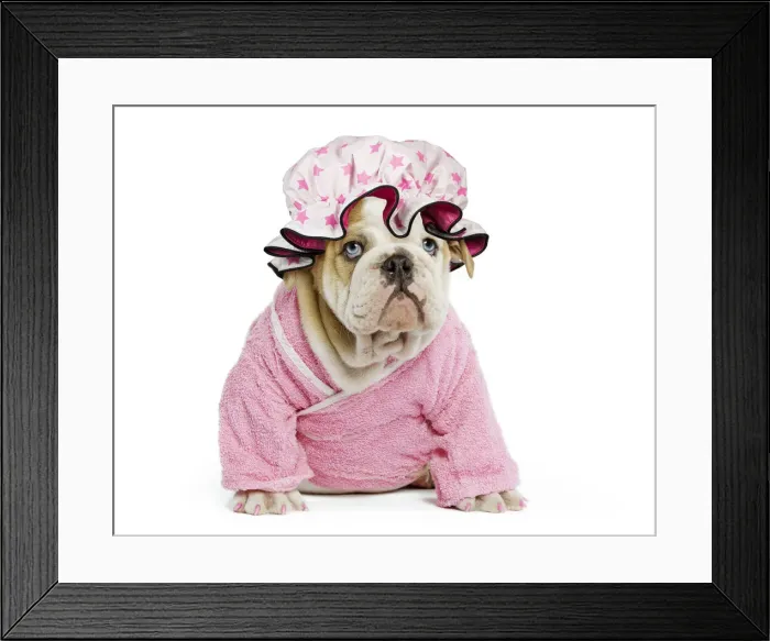 Framed Print : 13131784. Dog - English Bulldog - puppy dressed up in pink dressing gown in studio Date Framed Print : 13131784. Dog - English Bulldog - puppy dressed up in pink dressing gown in studio Date