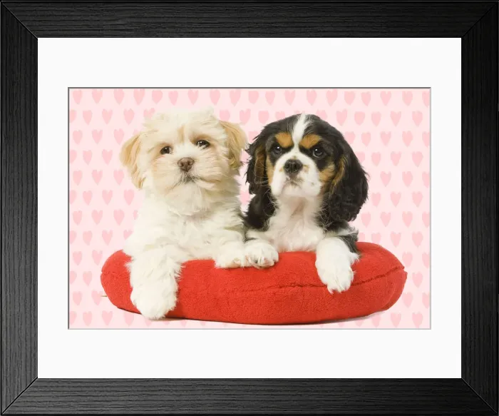 Framed Print : 13131785. Dog Framed Print : 13131785. Dog