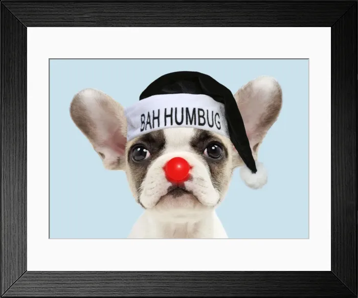 Framed Print : 13131786. French bulldog, puppy 8 weeks old wearing sunglasses Date Framed Print : 13131786. French bulldog, puppy 8 weeks old wearing sunglasses Date