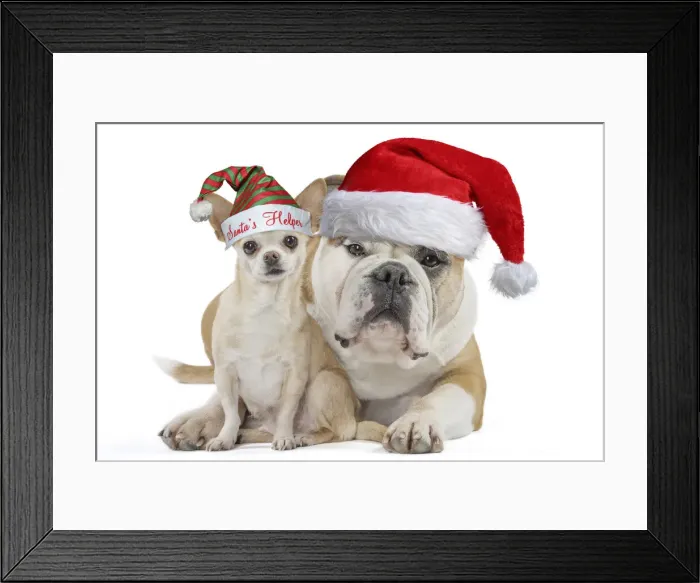 Framed Print : 13131788. Continental bulldog and chihuahua Date Framed Print : 13131788. Continental bulldog and chihuahua Date