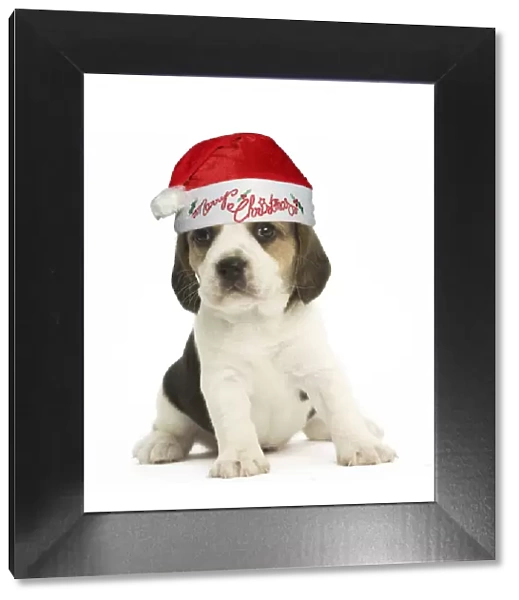13131789. Beagle Dog, puppy wearing Santa hat Date