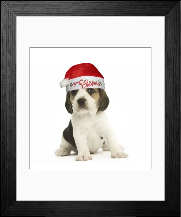 Framed Print : 13131789. Beagle Dog, puppy wearing Santa hat Date Framed Print : 13131789. Beagle Dog, puppy wearing Santa hat Date