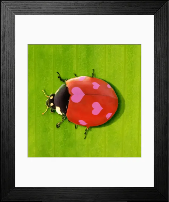 Framed Print : 13131781. 7-spot Ladybird Date Framed Print : 13131781. 7-spot Ladybird Date