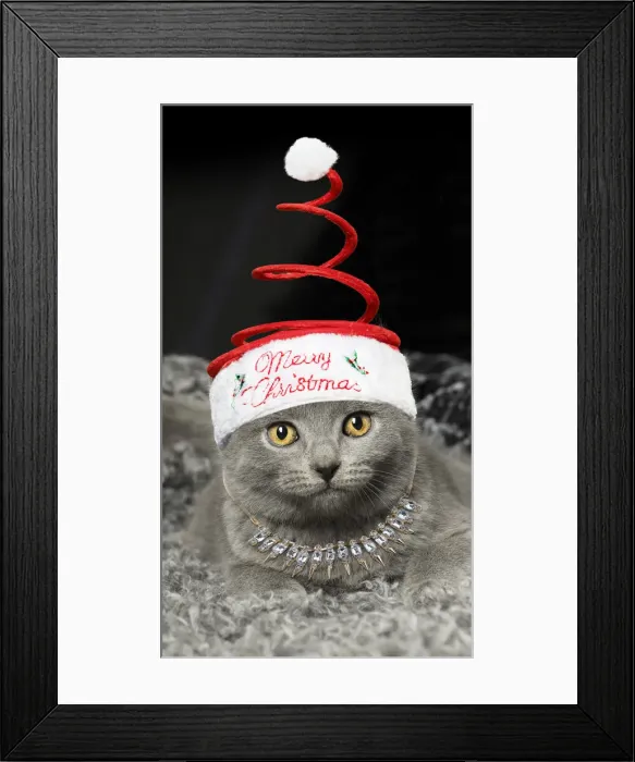 Framed Print : 13131791. Grey Chartreux kitten indoors wearing and necklace Date Framed Print : 13131791. Grey Chartreux kitten indoors wearing and necklace Date
