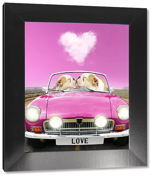 13131792. English Bulldog puppies, pair driving car kissing Date