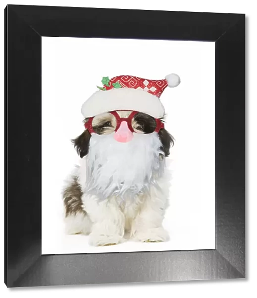 13131794. Shih Tzu Dog, puppy wearing Father Christmas glasses Date