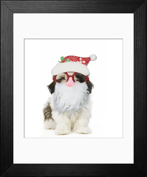 Framed Print : 13131794. Shih Tzu Dog, puppy wearing Father Christmas glasses Date Framed Print : 13131794. Shih Tzu Dog, puppy wearing Father Christmas glasses Date