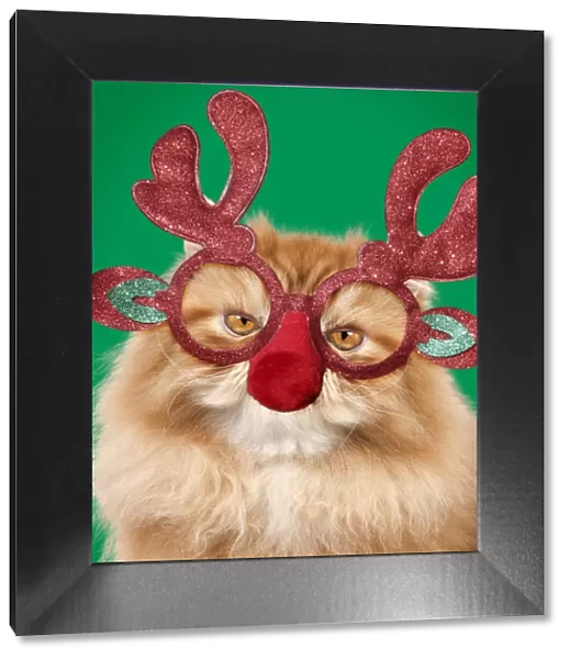 13131796. Red Persian Cat wearing Christmas glasses, Grumpy Date