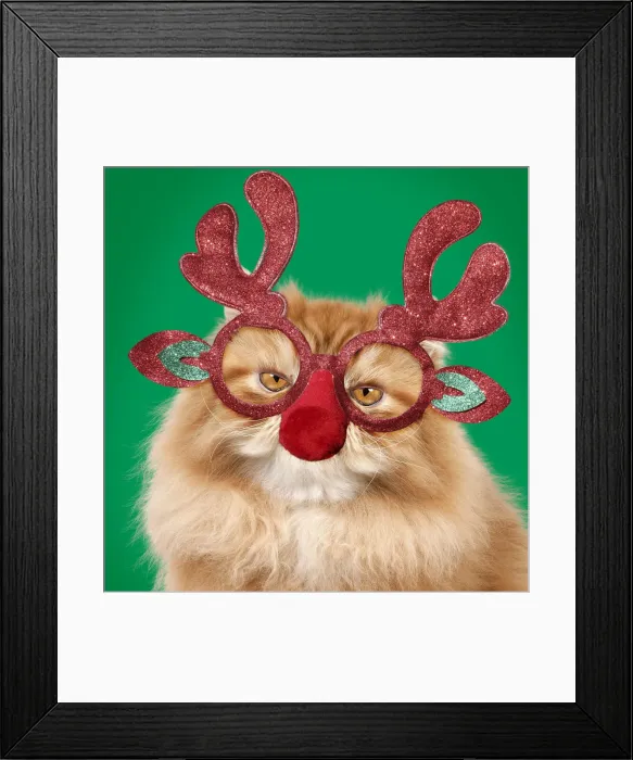 Framed Print : 13131796. Red Persian Cat wearing Christmas glasses, Grumpy Date Framed Print : 13131796. Red Persian Cat wearing Christmas glasses, Grumpy Date