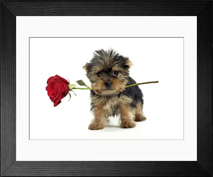Framed Print : 13131793. Yorkshire Terrier Dog, puppy holding red rose Date Framed Print : 13131793. Yorkshire Terrier Dog, puppy holding red rose Date