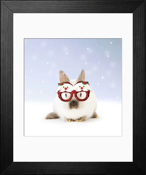Framed Print : 13131798. Dwarf Rabbit wearing Christmas glasses in winter snow Date Framed Print : 13131798. Dwarf Rabbit wearing Christmas glasses in winter snow Date