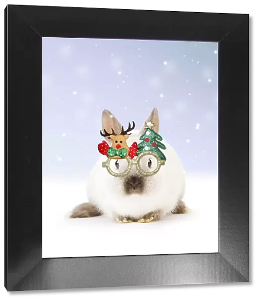13131797. Dwarf Rabbit wearing Christmas glasses in winter snow Date