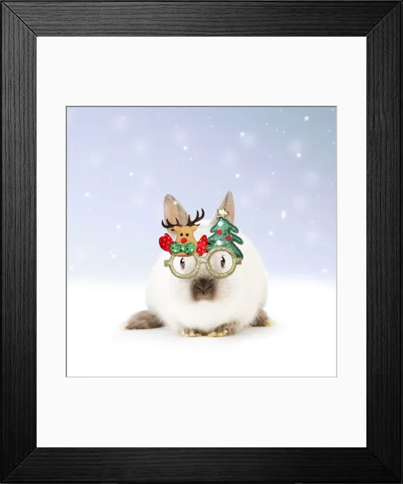 Framed Print : 13131797. Dwarf Rabbit wearing Christmas glasses in winter snow Date Framed Print : 13131797. Dwarf Rabbit wearing Christmas glasses in winter snow Date