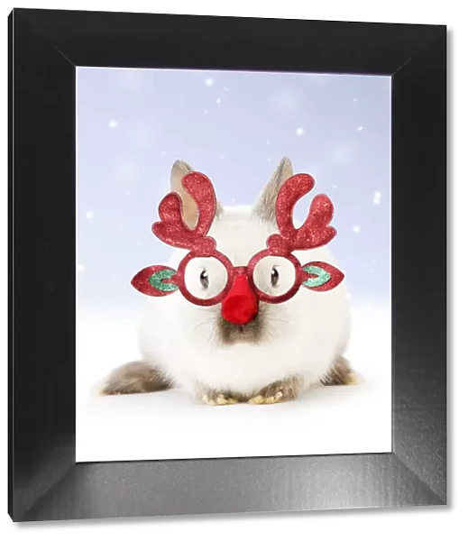 13131799. Dwarf Rabbit wearing Christmas glasses in winter snow Date