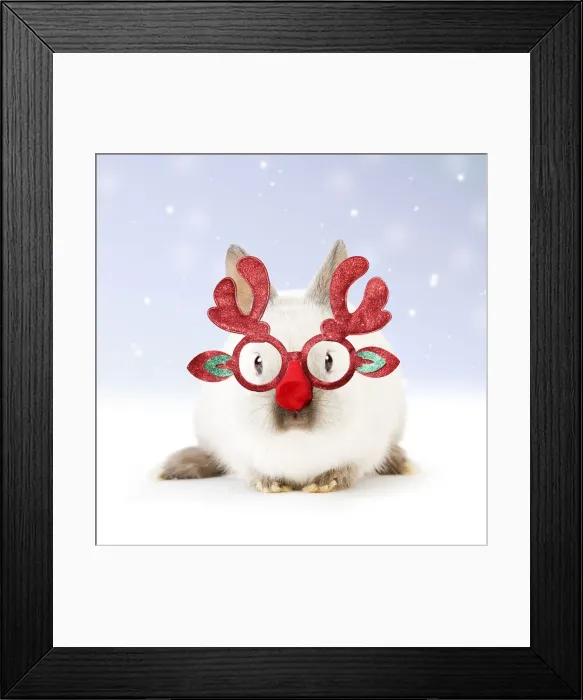 Framed Print : 13131799. Dwarf Rabbit wearing Christmas glasses in winter snow Date Framed Print : 13131799. Dwarf Rabbit wearing Christmas glasses in winter snow Date