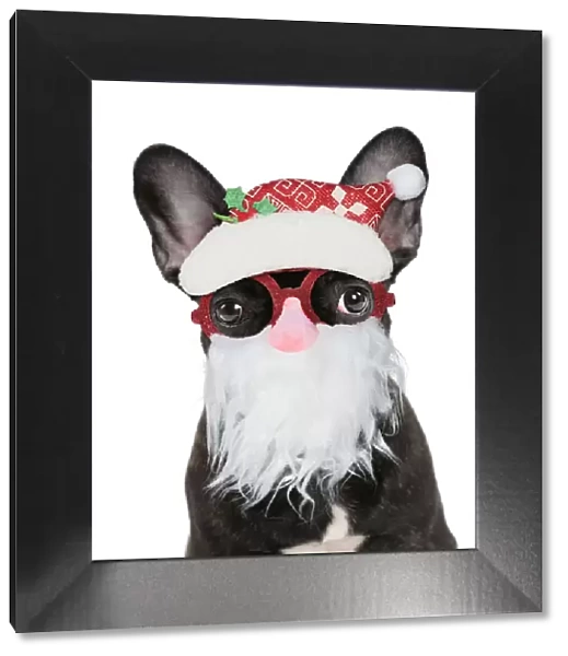 13131800. French Bulldog, puppy wearing Father Christmas glasses Date